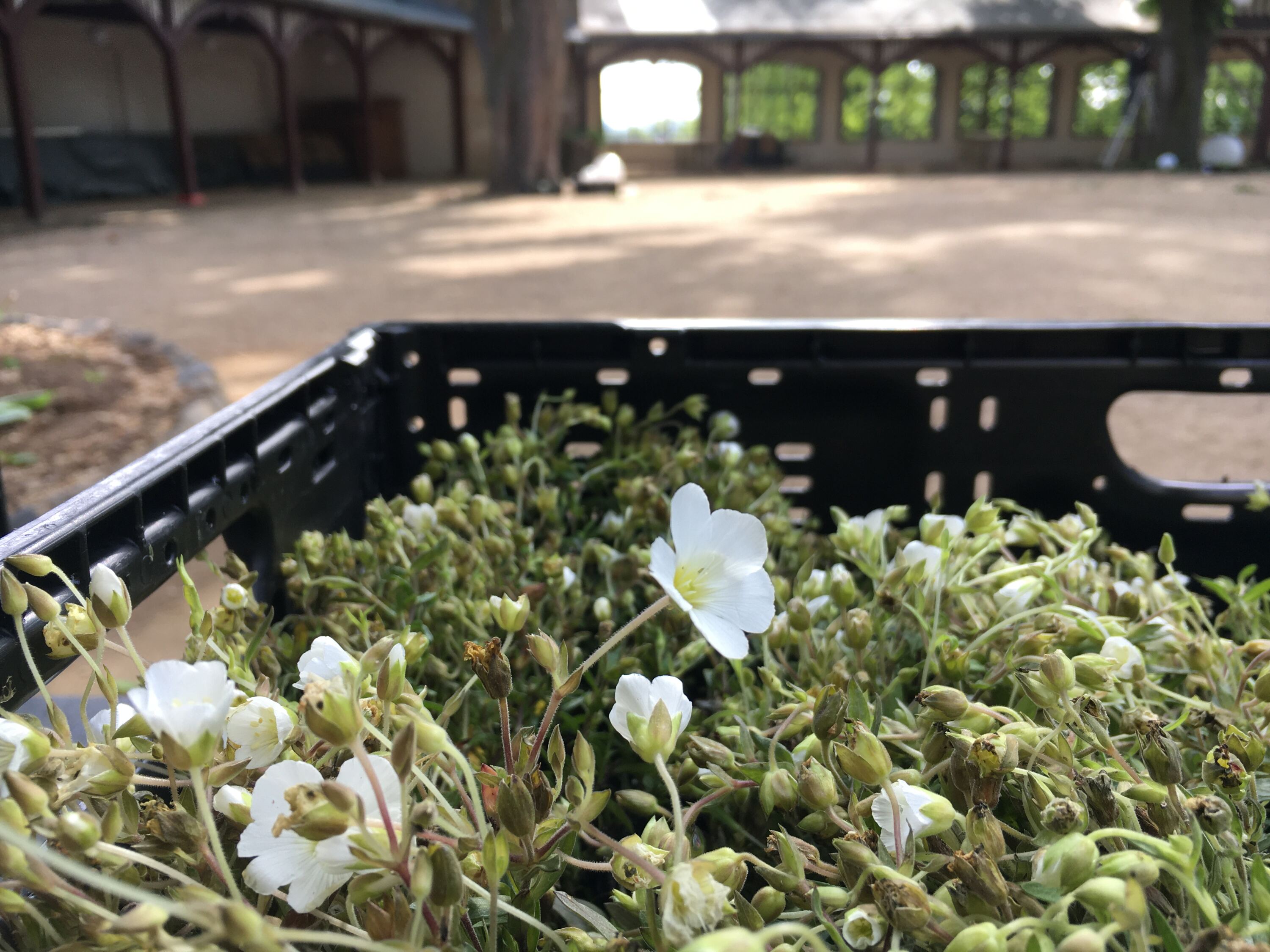 Blümchen für den Biergarten