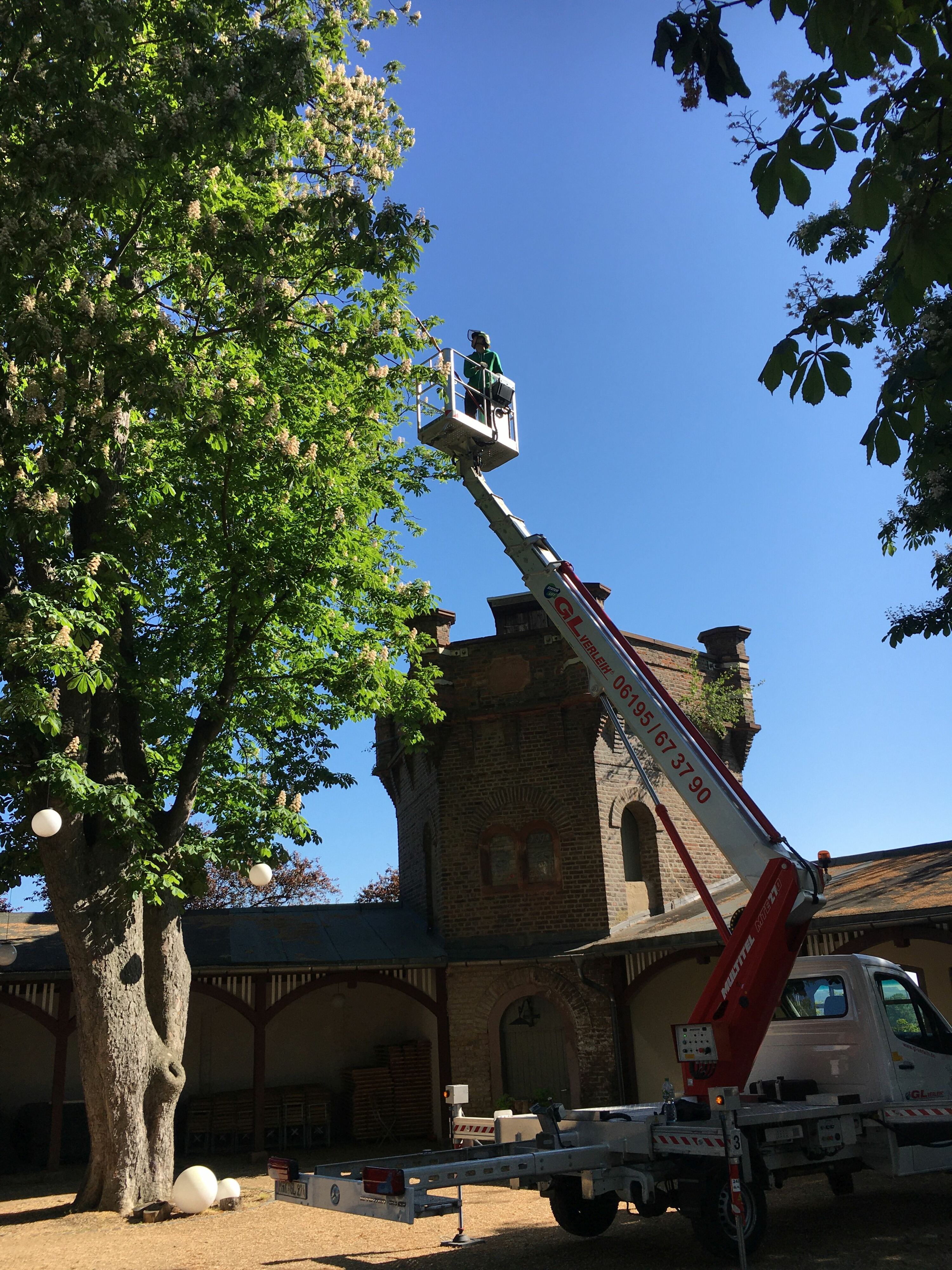 Die Baumpfleger im Einsatz
