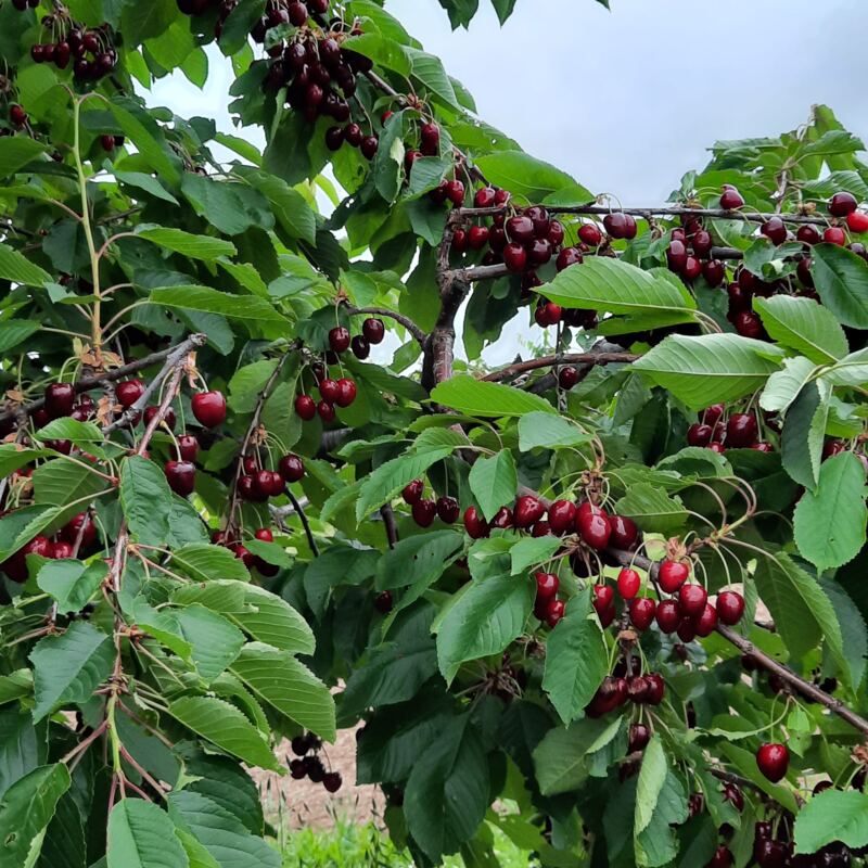 Kirschen Obstbau Speth ©speth