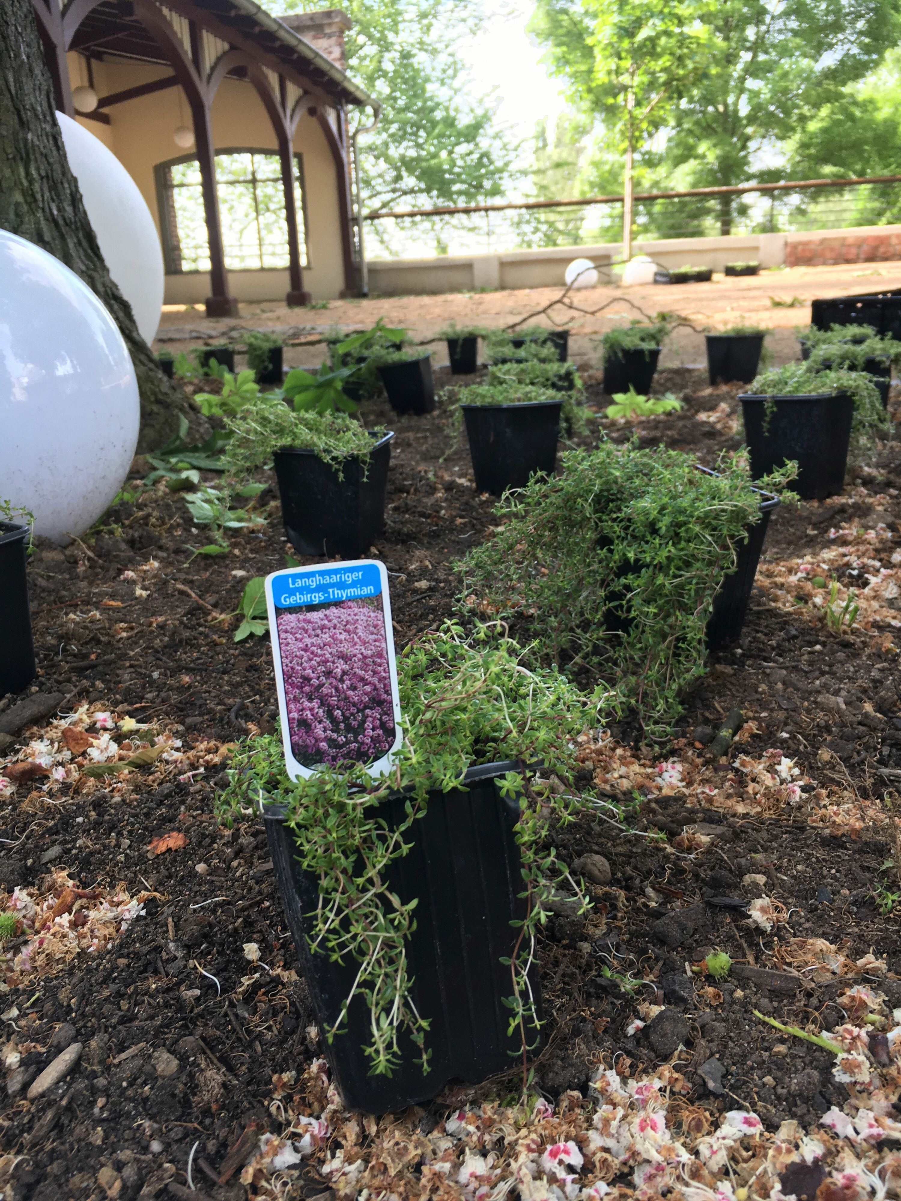 Blümchen für den Biergarten