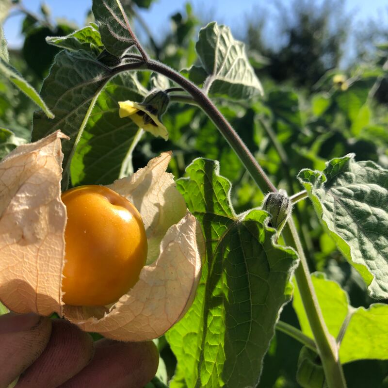 Physalis Obstbau Speth ©speth