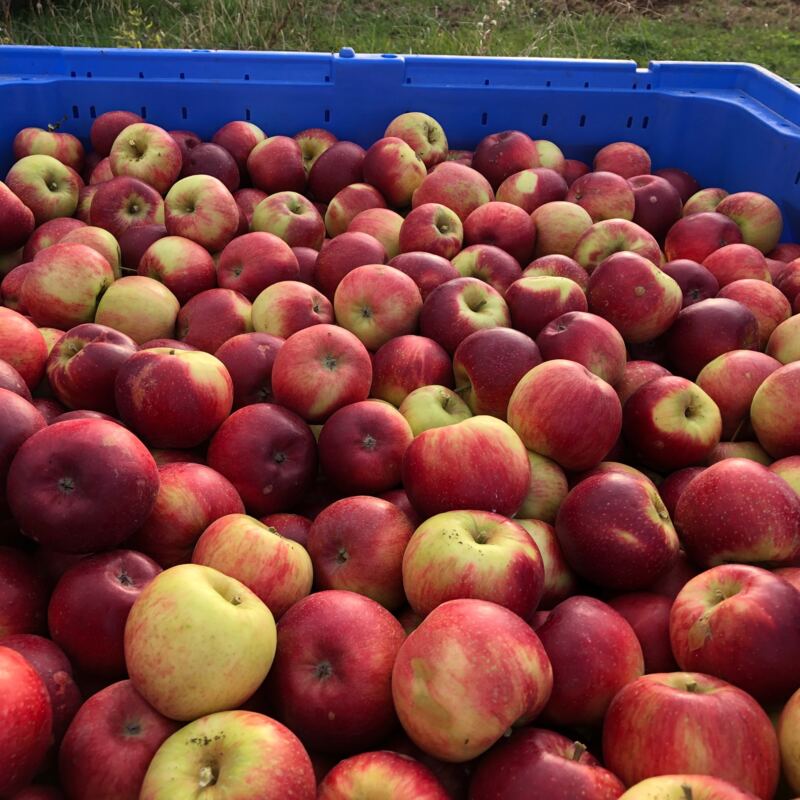 Äpfel Obstbau Speth ©speth