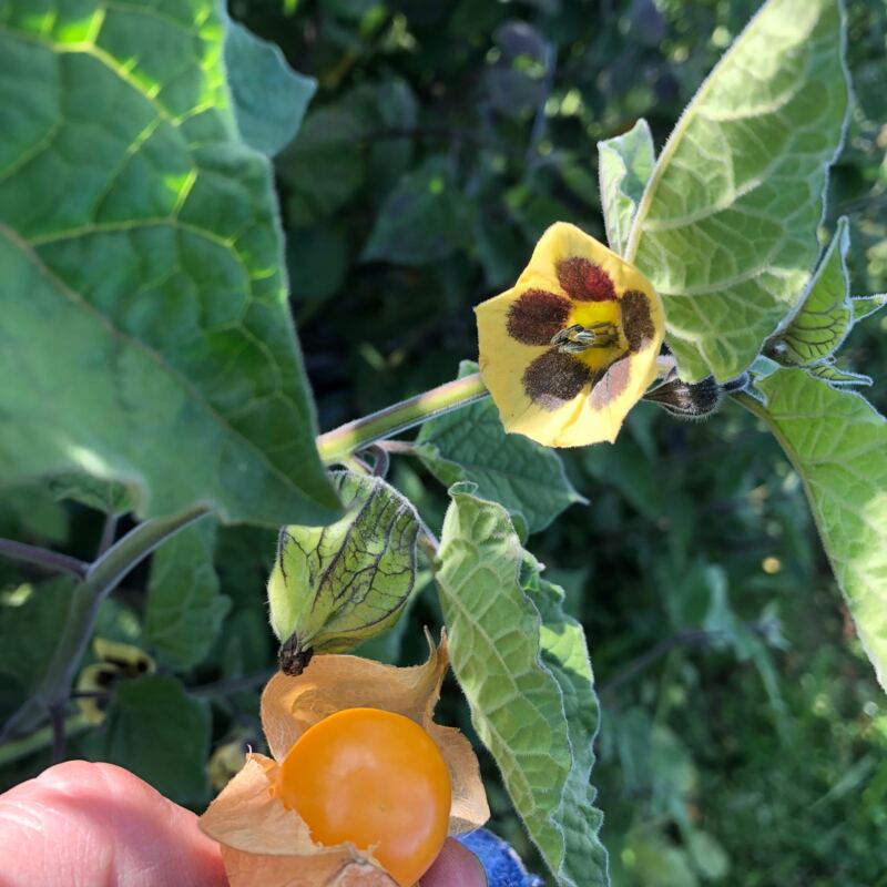 Physalis Obstbau Speth ©speth